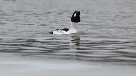 male common goldeneye duck swimming through icy pond water, bobbing head, norway