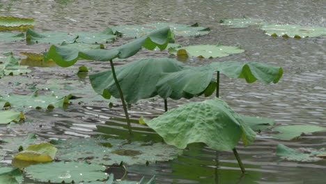 lotus leaves in a calm pond