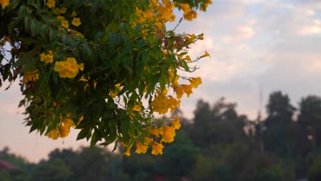 Yellow-flowers-softly-waving-in-wind-in-slow-motion