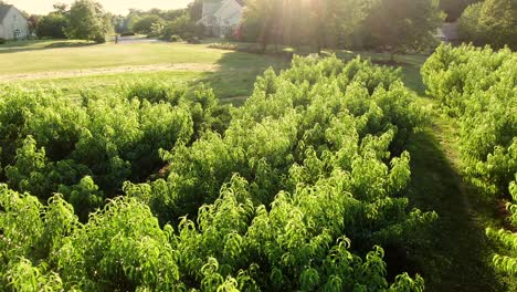 Aerial-above-orchard,-tilt-up-reveals-neighborhood-mansions-during-sunset