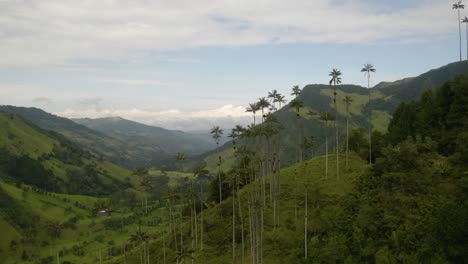 Vista-Aérea-De-Palmeras-De-Cera-En-El-Valle-De-Cocora