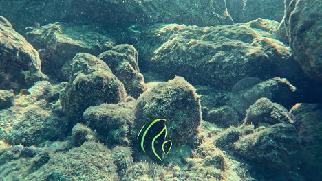 a juvenile french angelfish swimming in shallow waters