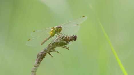 disparo de cerca de la libélula en la vegetación en la naturaleza