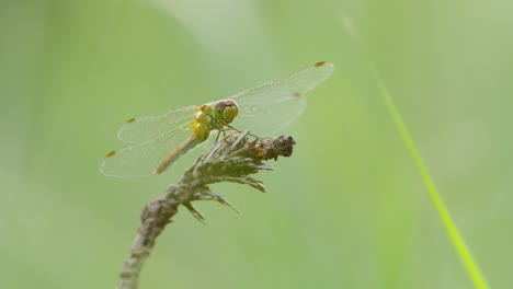 close up handheld shot of dragonfly on vegetation in nature