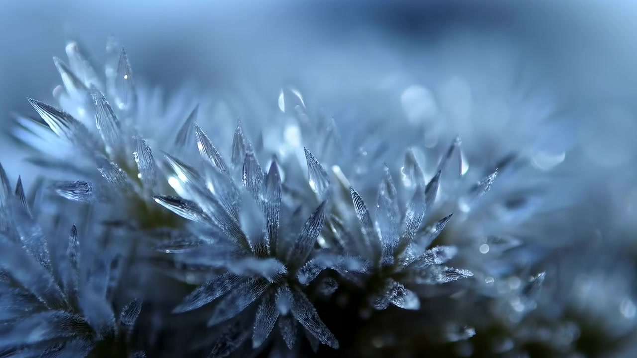 Ekstrem makro-bevægelsesscene af pigget krystallinsk frøhovedklase glødende med skiftende højdepunkter, lav dybdeskarphed, kølige toner, blød sløring og elegante abstrakte botaniske detaljer