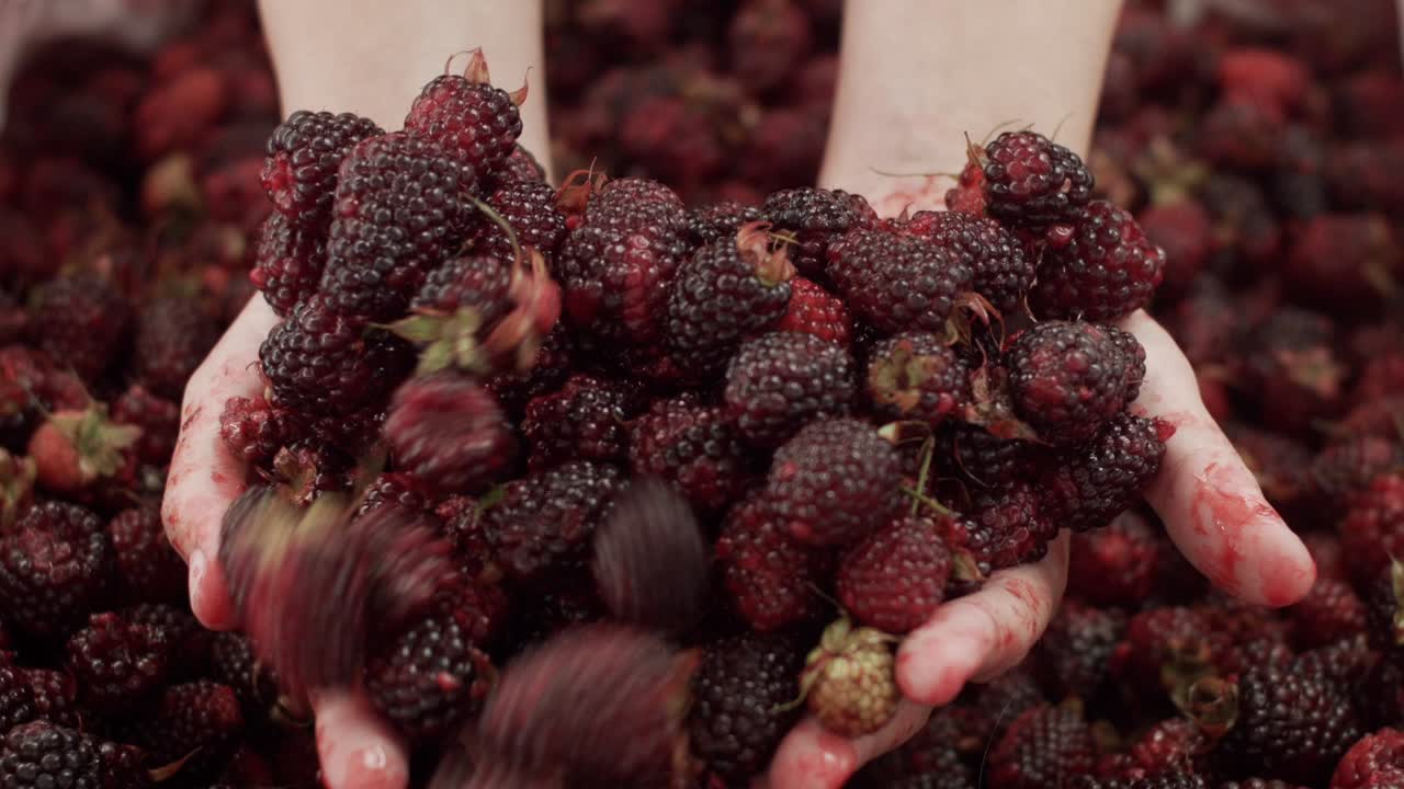 primer plano de las moras que se caen de las manos