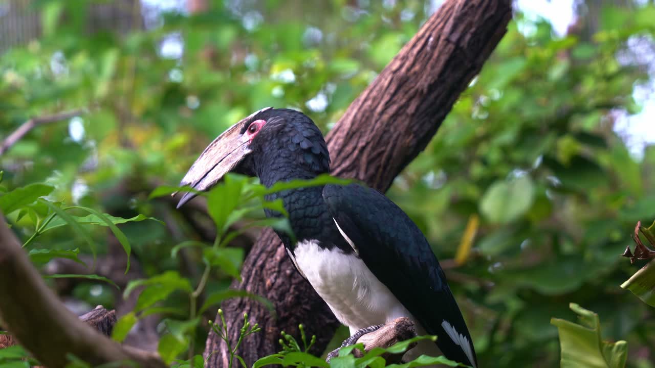 curioso hornbill trompetista, bycanistes bucinator con casco distintivo en el pico, posado en la rama de un árbol rodeado de densas vegetaciones verdes, preguntándose por el medio ambiente, tiro de cerca