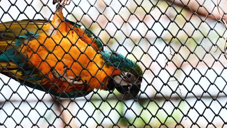 colorful macaw in a cage