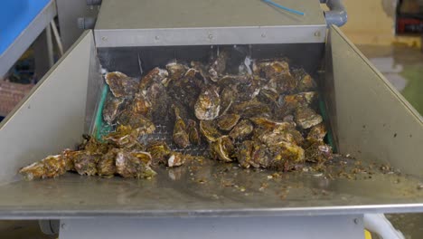 the oysters undergo a water treatment process, where they are carefully cleansed and purified, ensuring their quality and freshness