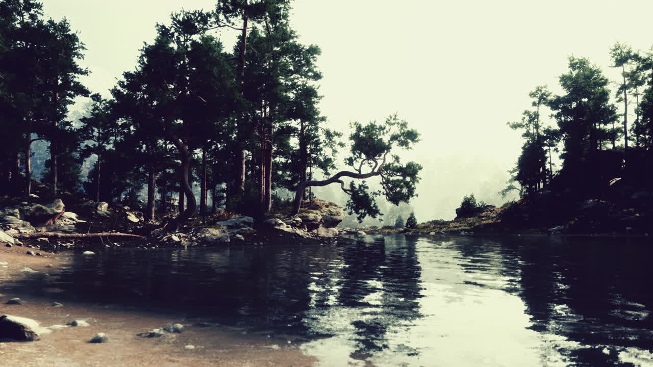 lago de bosque tranquilo