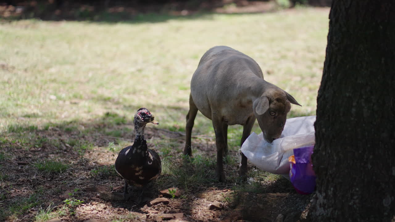 Grey lamb munching from a white bag while a curious black and white duck surveys the farmyard scene, nestled near a tree on a sunny day, creating a peaceful rural atmosphere