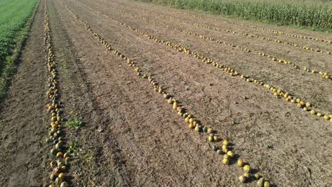 pumpkins ready for halloween harvest in a field with an aerial drone push in shot