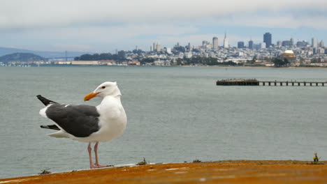 gaviota acicalándose con la bahía de san francisco al fondo