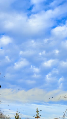 plenty of birds fly in the blue sky with thick cloudscape. some birds sit down on the trees. low angle view. vertical video.