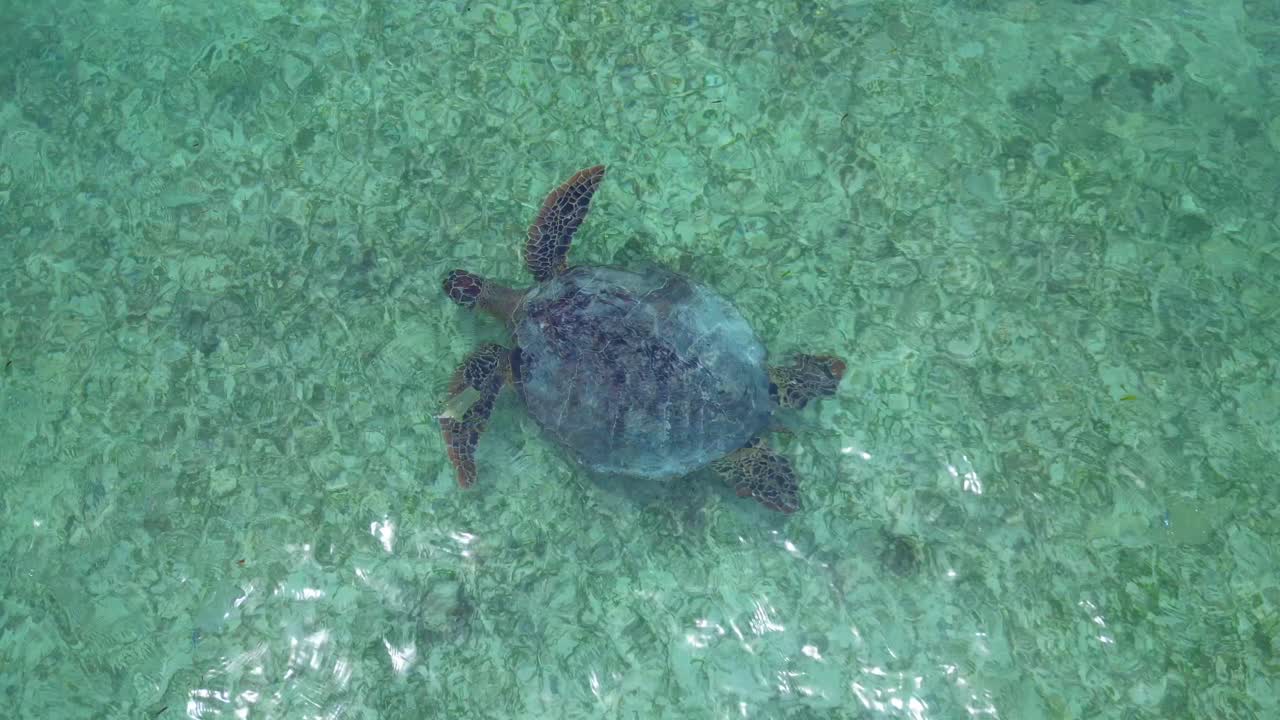 Sea turtle swimming in clear, shallow ocean water polluted by scattered plastic waste, highlighting environmental crisis. Breathtaking aerial view tracking shot from above drone