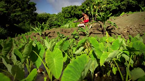 A-Hawaiian-native-prepares-tarot-root-with-his-hands-3