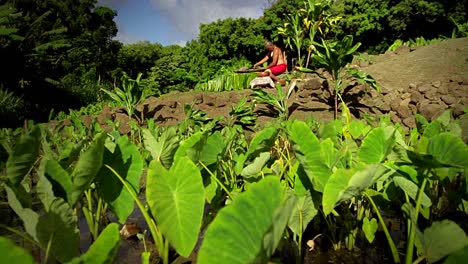 un nativo hawaiano prepara la raíz del tarot con sus manos 3