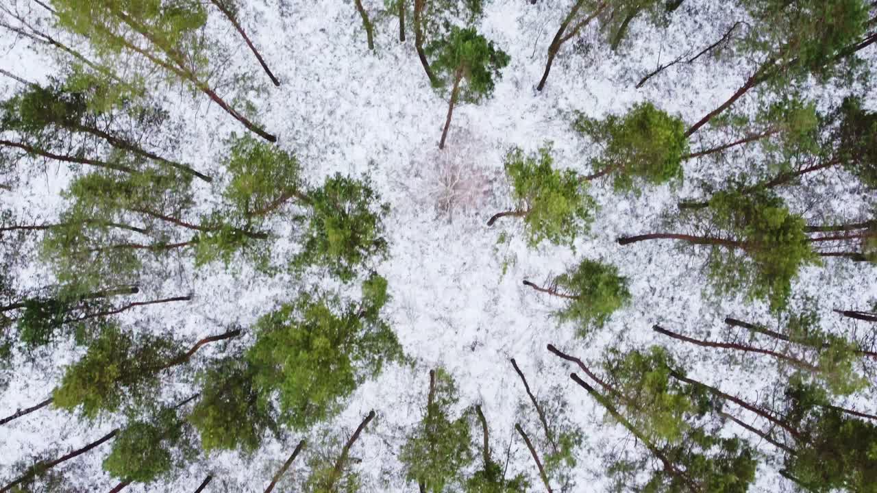 vista aérea de invierno hacia abajo sobre el bosque nevado con la parte superior del pino verde