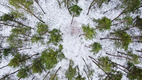 winter aerial downwards view over the snowy forest with green pine tree top