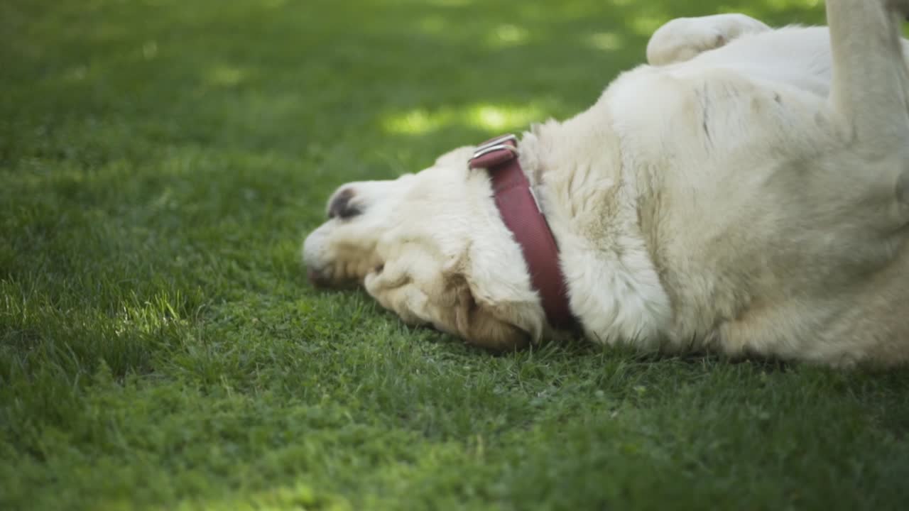 풀밭에 누워 있는 장난기 가득한 개, 래브라도 2