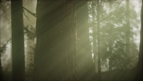 wild pine forest at sunrise