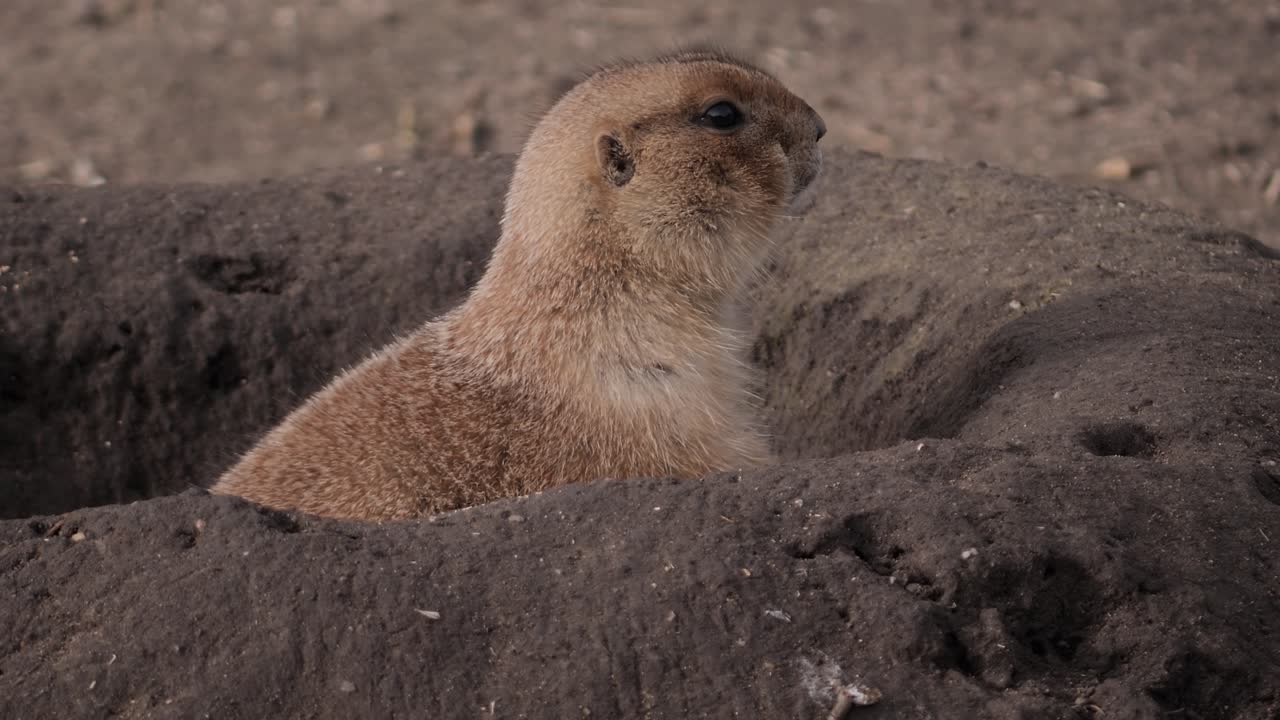 Prairie dog observes its surroundings from the entrance of its safe burrow