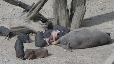 linda familia de lechones recién nacidos descansando con su madre en la granja durante la luz del sol, de cerca