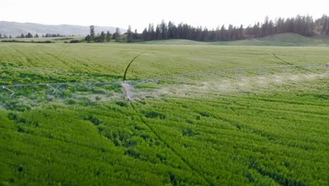 Irrigation-of-green-crops-4k