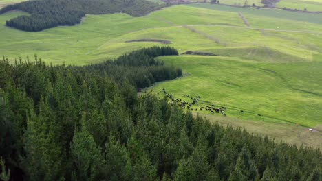 Bosque-De-Pinos-Que-Revela-Exuberantes-Pastos-Verdes-Con-Rebaño-De-Vacas,-Antena