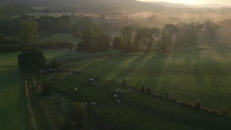 grazing cows in bucolic landscape, misty sunrise aerial horizon reveal