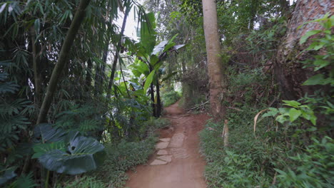 pov de caminar por un sendero en un bosque