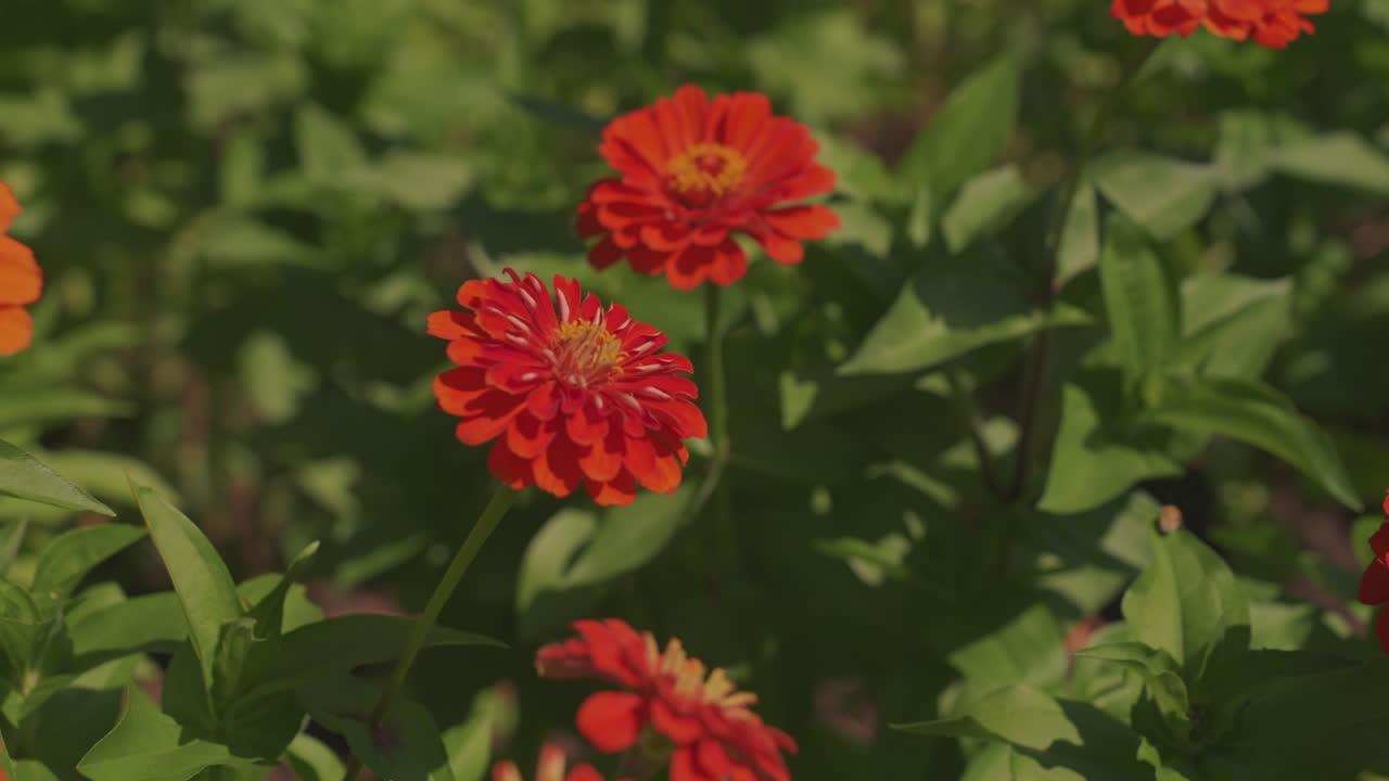 zinnie rosse illuminate dal sole in un giardino, una calda luce dorata avvolge le vivaci fioriture arancioni, una leggera brezza muove le lussureggianti foglie verdi, una messa a fuoco macro stretta rivela strati di petali e polline, le occasionali visite delle api aggiungono