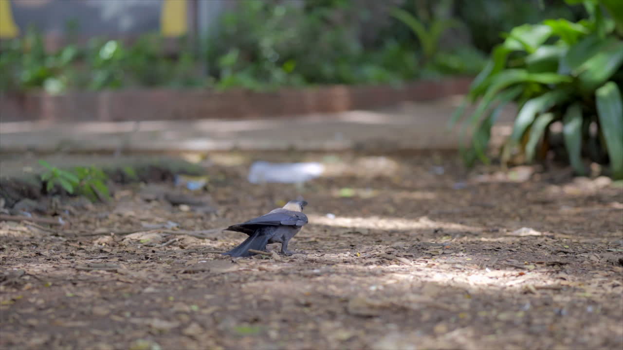 까마귀 나는 걷기 인도 뭄바이