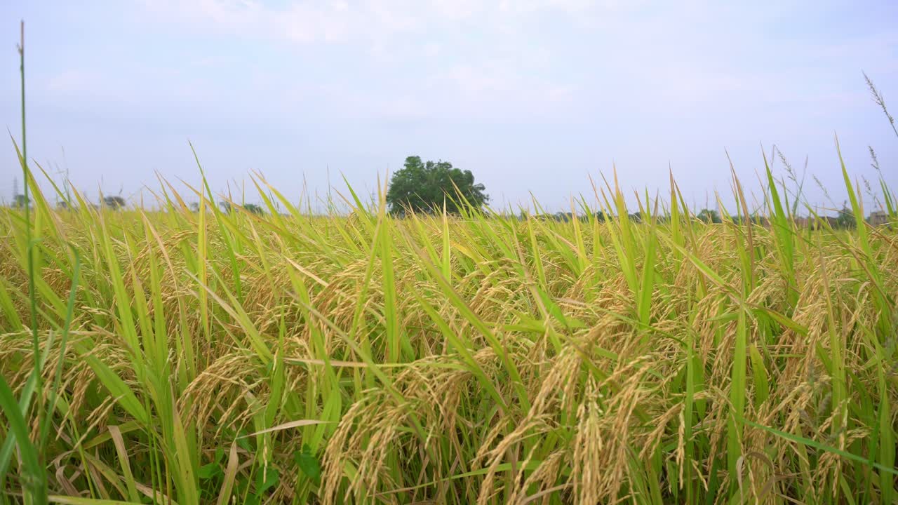 쌀은 많은 아시아 국가에서 주식입니다.