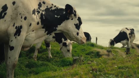 Ganado-Pastando-Hierba-Y-Mirando-La-Cámara,-Vacas-Manchadas-Comiendo-En-Pastos-Verdes