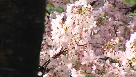 一股风轻轻地移动着一棵充满粉红色<unk>花的树枝