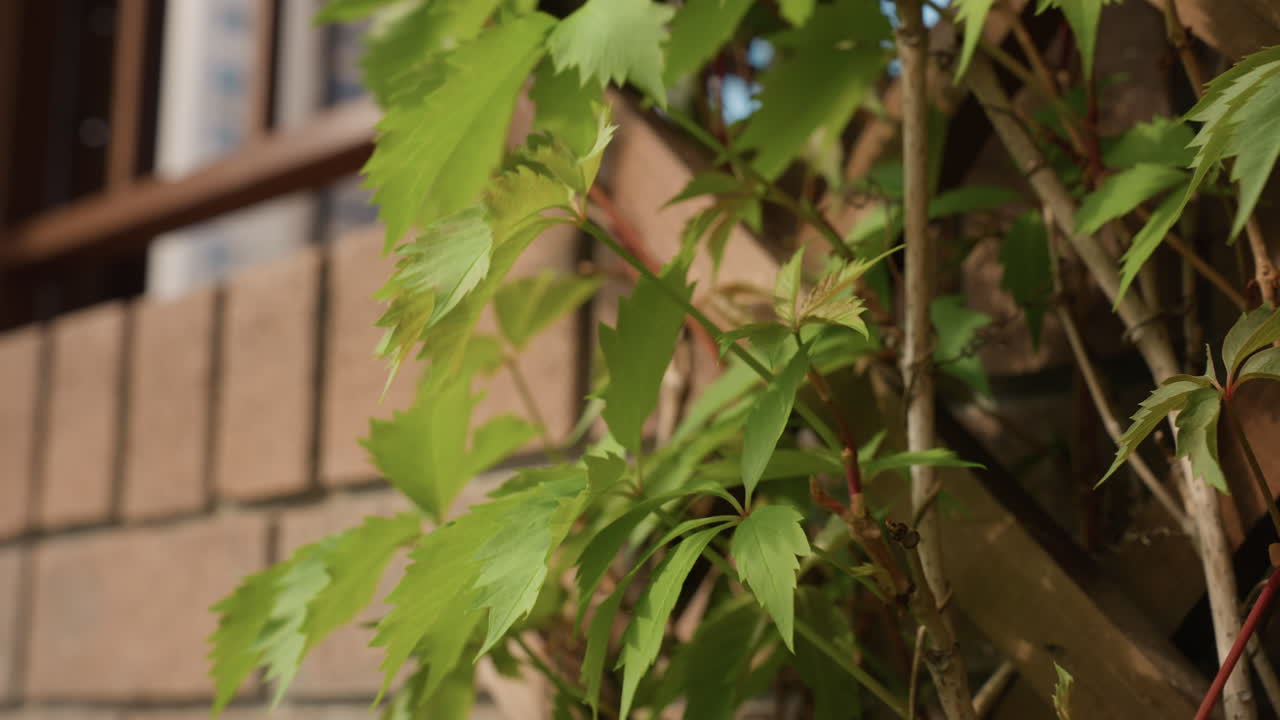 Close-up view of Virginia Creeper vine with fresh green serrated leaves climbing on warm brick wall under natural sunlight, showing detailed texture, summer growth, and soft outdoor lighting