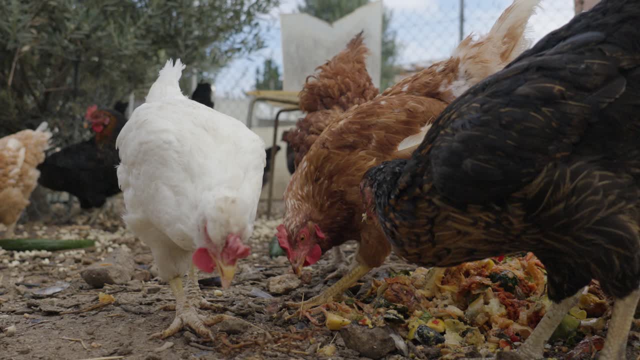 Close-up of chickens pecking at food outdoors on a farm, highlighting their natural behavior. A glimpse of farm life, where chickens thrive in a rustic ranch setting.