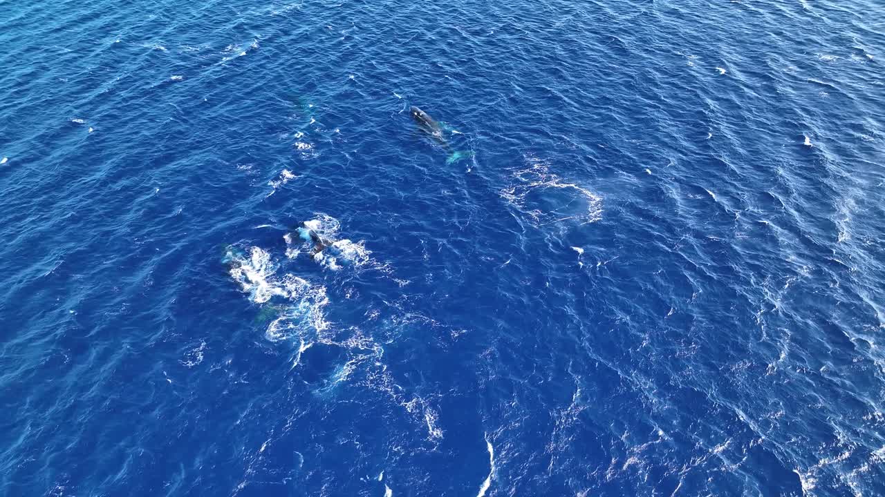 넓은 바다 아래에서 혹등고래 꼬투리 수영, 분출 및 다이빙