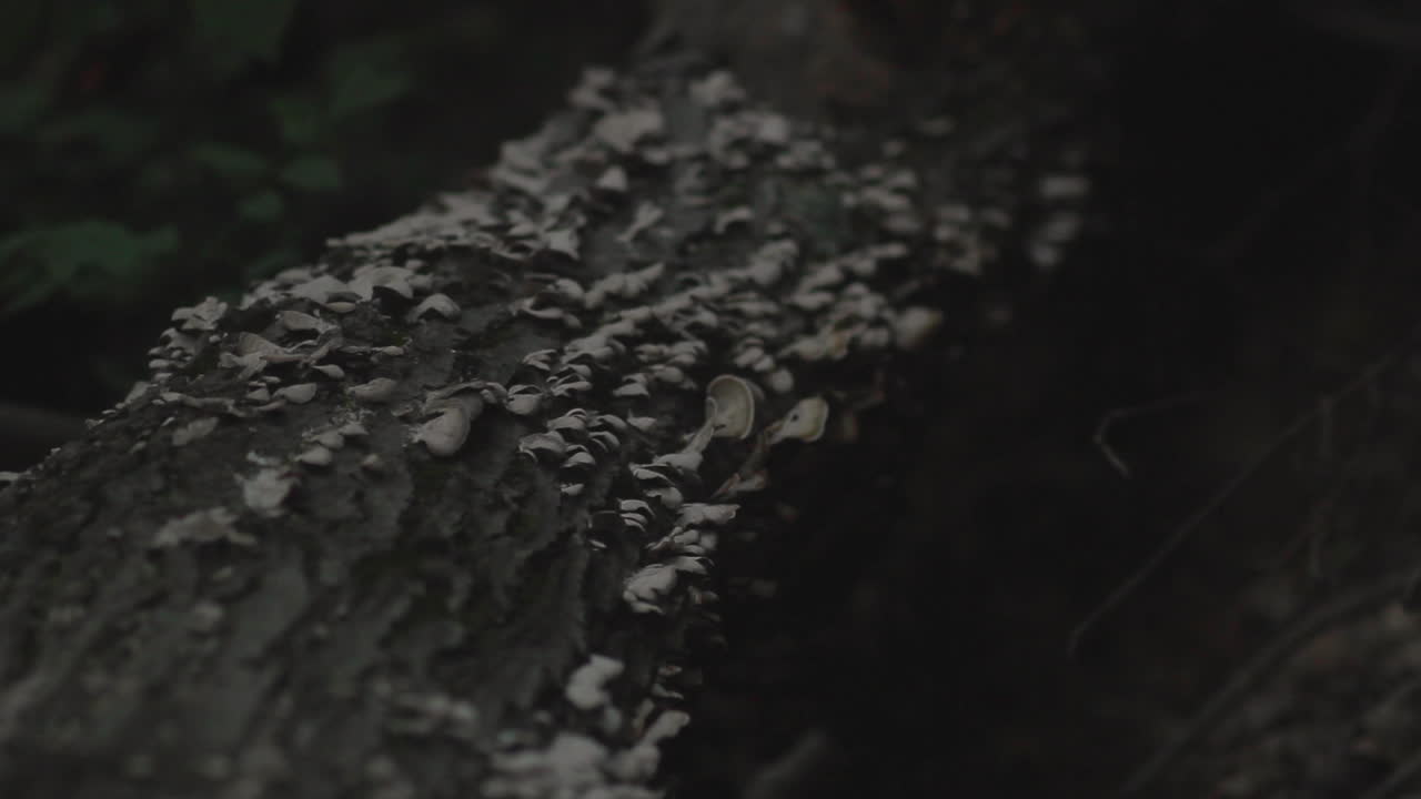 Close up shot of a decomposing tree, covered in a dense layer of fungus
