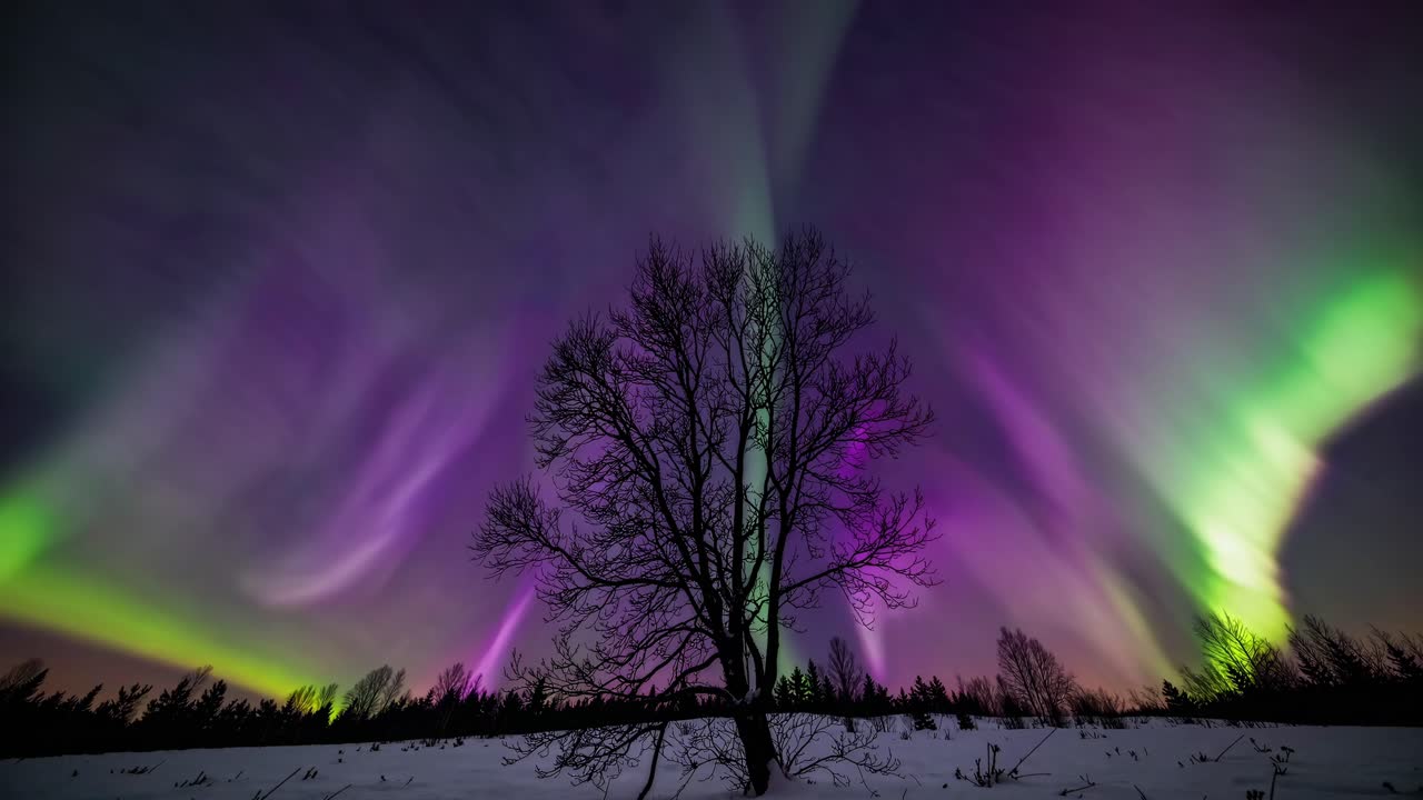 A low-angle shot captures a silhouetted tree against a vivid aurora borealis sky, evoking a serene
