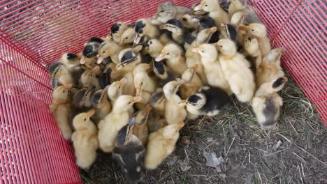 pequeños patos de agua recién nacidos