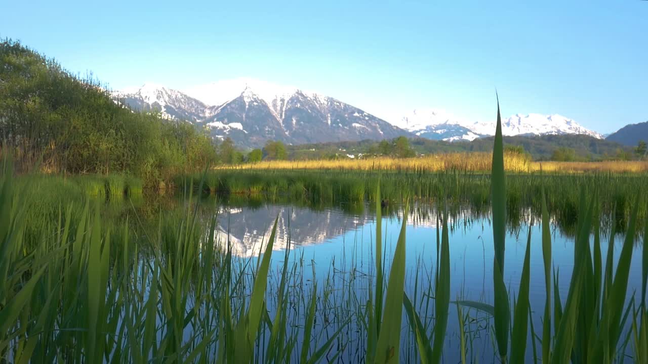 스위스의 연못을 헤엄치는 오리