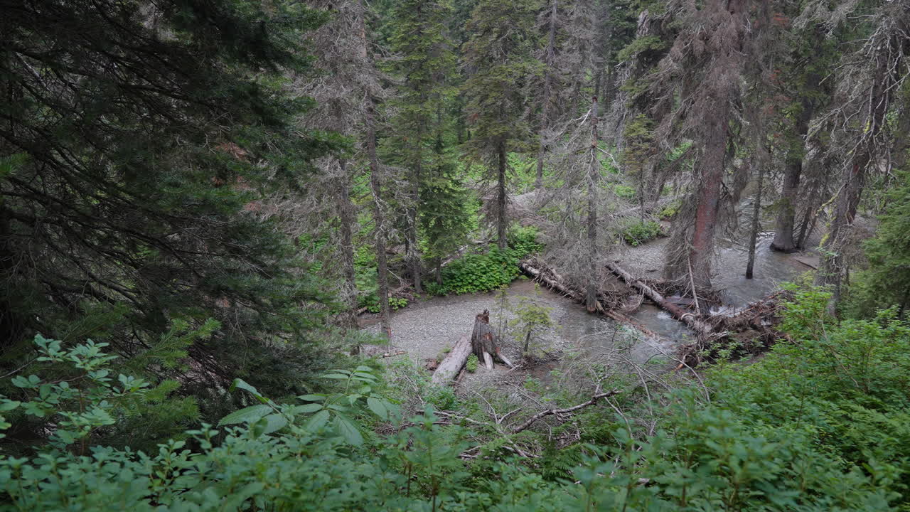 Serena scena di una foresta del Montana con vegetazione lussureggiante e il naturale flusso del ruscello
