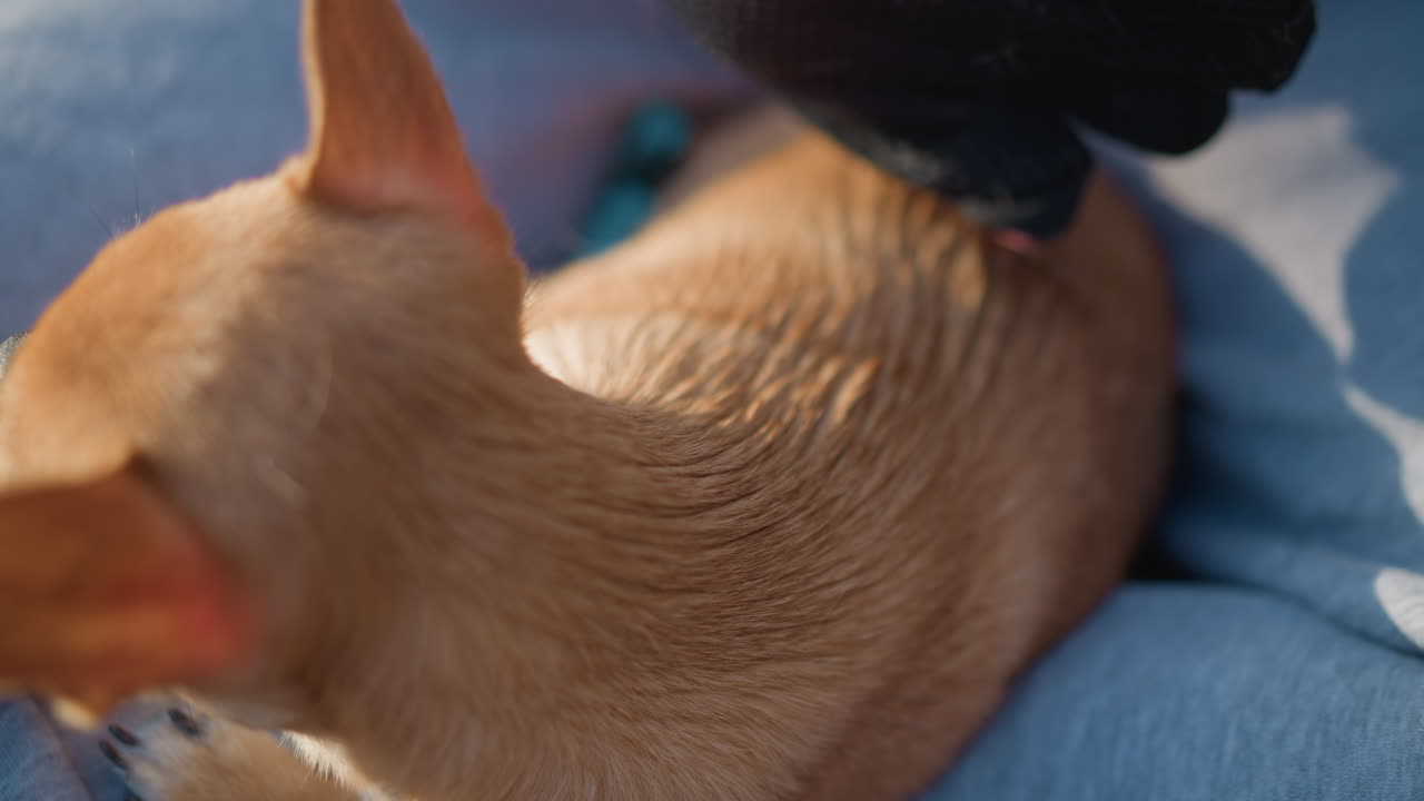 장갑을 끼고 실외에서 치와와를 부드럽게 다듬기, 작은 강아지를 위해 부드러운 장갑을 사용하여 실외에서 반려동물 다듬기, 부드러운 검은색 장갑을 사용하여 아주 작은 강아지를 빗질하는 실외 다듬기