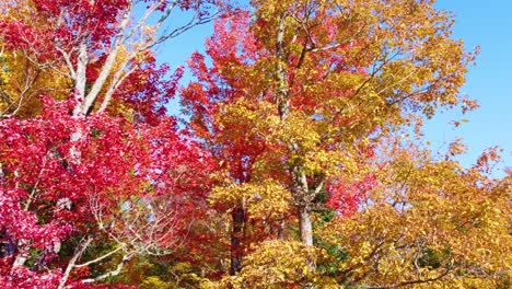 flying through nature at its most beautiful, past red and gold autumn leaves