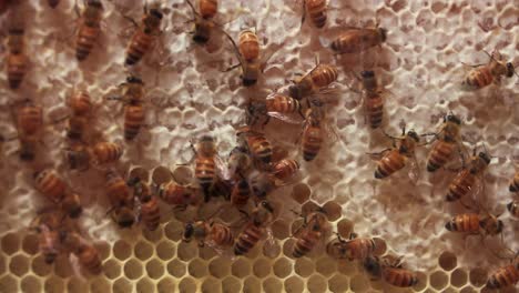 Abejas-Melíferas-Trabajando-En-Colmena,-Cultivo-De-Panales-De-Miel