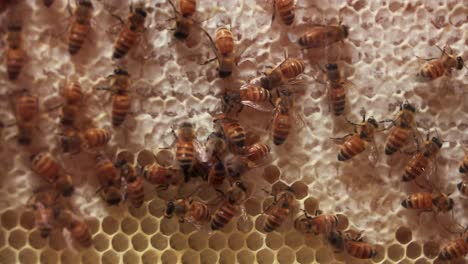 honey bees working in hive, honey comb farming