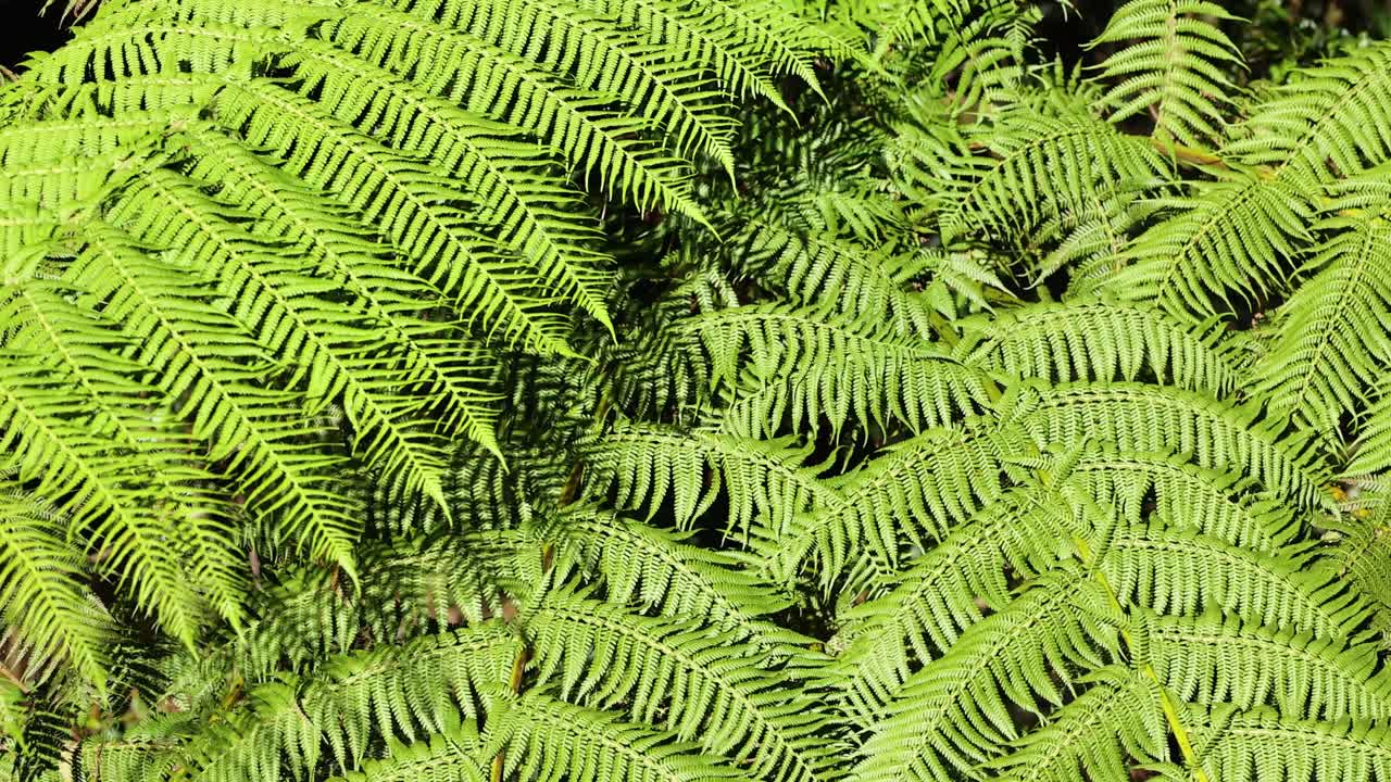 Vibrant green ferns gently sway in natural light, creating a serene and lush forest atmosphere