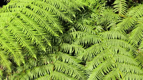 vibrant green ferns gently sway in natural light, creating a serene and lush forest atmosphere
